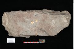 Foto (Objekt + Etikett) von Gleichinites austriacus Ettingshausen (NHMW-GEO-2024-0188-10529)
